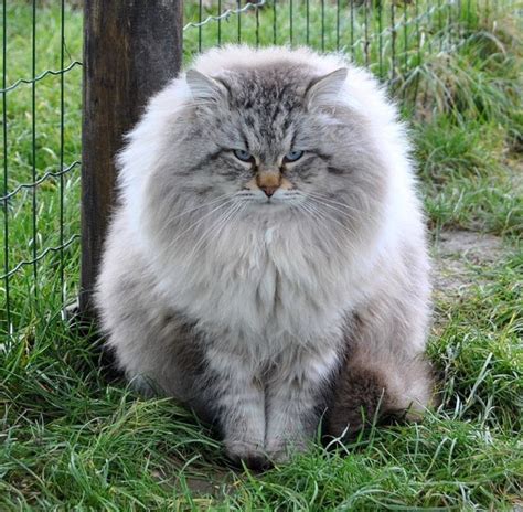 Male Siberian Cat From Italy Wait They Make Siberian Cats To