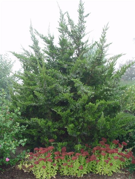 Juniperus Virginiana Eastern Red Cedar Emerald Centinal Gateway