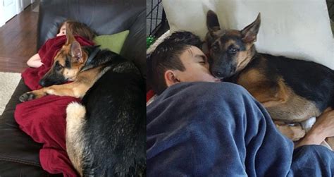 Does Your German Shepherd Sleep In Bed With You We Show You The Pros