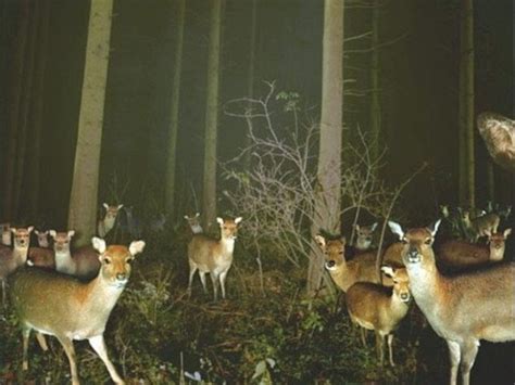 The Strangest Things Ever Caught On Trail Cameras Obsev