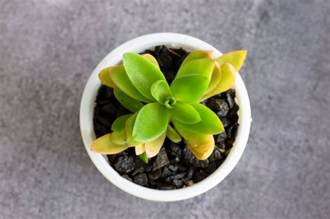 Plant information, please email breidmuller@altmanplants.com. Buy Crassula Campfire - Red Pagoda Plant | Beautiful ...