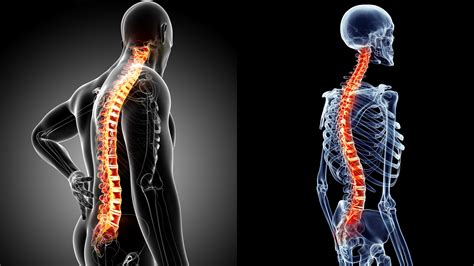 The Spine Explained Mariska Odendaal Physiotherapy