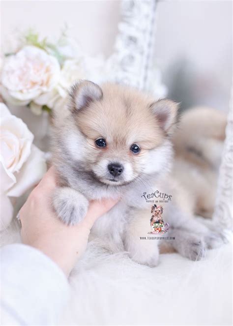 Cream Sable Pomeranian Puppies For Sale Pets Lovers