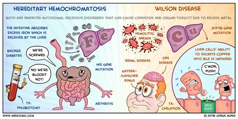Hereditary Hemochromatosis Vs Wilson Disease Medcomic
