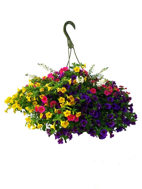 10″ Combo Hanging Basket ~ Berts Best Wholesale Bedding Plants