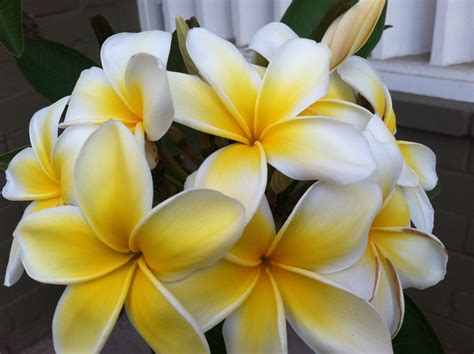 Start the journey by choosing a freestyle vacation package and start customizing. Plumerias | Hawaii vacation packages, Hawaii vacation, Molokai