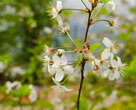White Flowers Blossoming On A Tree Stock Photo Image Of April