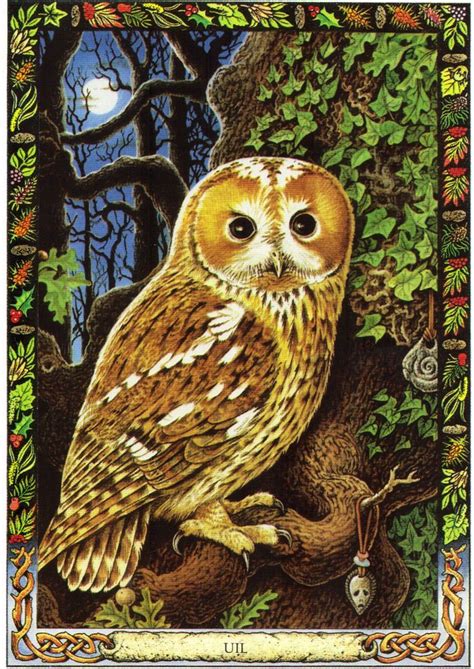 Get 1 northern animal tarot card, mailed to you with a little fortune with it! Owl | The Druid Animal Oracle by Stephanie and Phillip Carr | Meaning: detachment, wisdom and ...