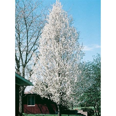 598 Gallon Cleveland Select Flowering Pear Flowering Tree L5397 At