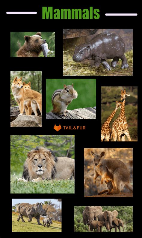 10 Basic Difference and Similarities Between Mammals and Reptiles
