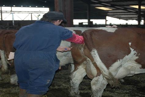 The Complete Guide To Artificial Insemination And Natural Service In Cattle