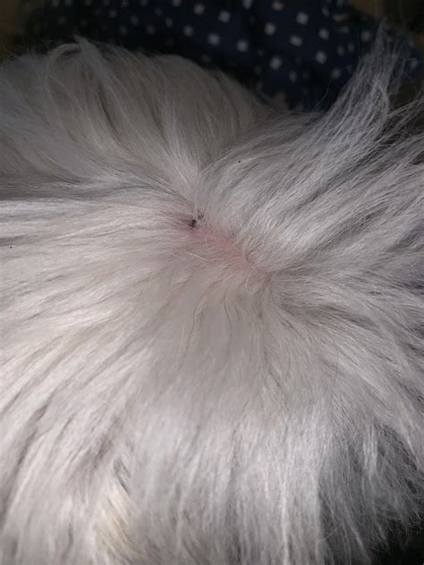Is This A Tick Or A Dried Up Scab On My Dogs Head Askvet