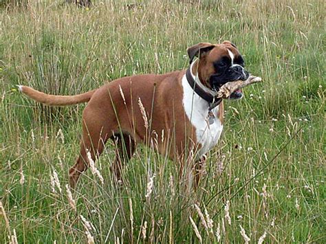 Dieser pinnwand folgen 454 nutzer auf pinterest. Deutscher Boxer | Bilder Blog