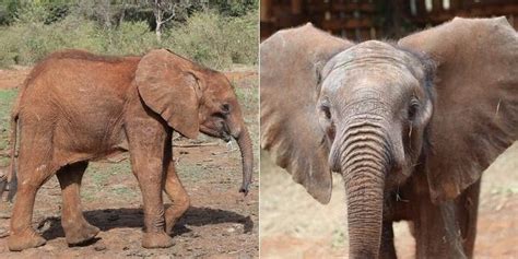 Viral Video Of Kenyan Elephant Preserving Food Goes International