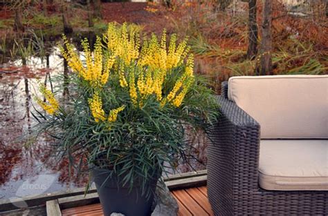 Ganpinensis 'soft caress' originating from china is delicate looking aristocratic mahonia is one of our favourite shrubs with delicate deep green fern foliage topped in spring, with sprays of fragrant yellow flowers. Mahonia eurybracteata subsp.ganpinensis 'Soft Caress ...