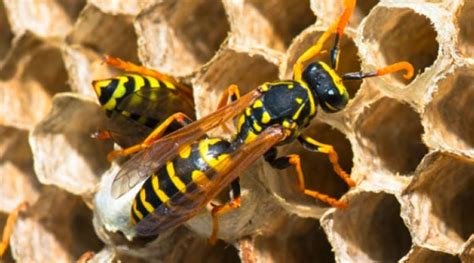 Types Of Wasps In Pennsylvania New Jersey And Delaware