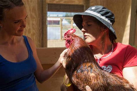 How To Conduct A Chicken Health Examination The Open Sanctuary Project
