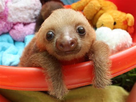 Sloth Cute Orphaned Baby Animals Snapped Playing With