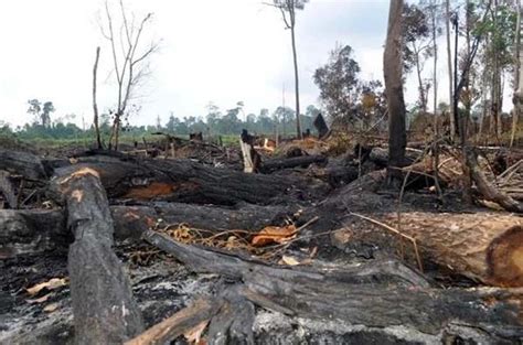 Seiring berjalannya waktu, sampah plastik sudah menjadi ancaman tersendiri bagi. 10 Penyebab Pencemaran Tanah | Cara Mengatasi dan Dampak