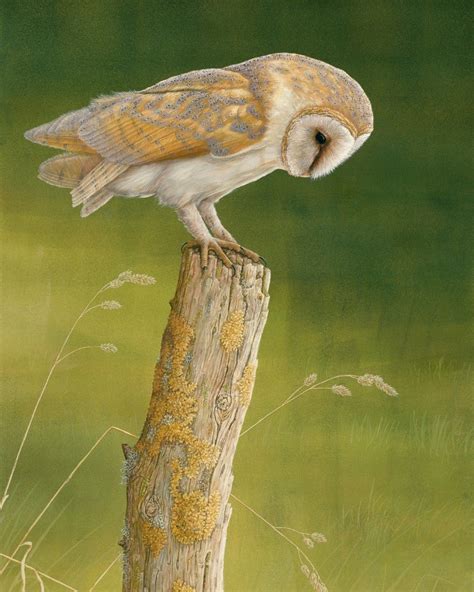 Barn Owl By Burdale By Robert E Fuller Owl Barn Owl