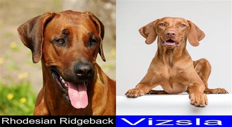 Breed Comparison Rhodesian Ridgeback Versus Vizsla Pupvs