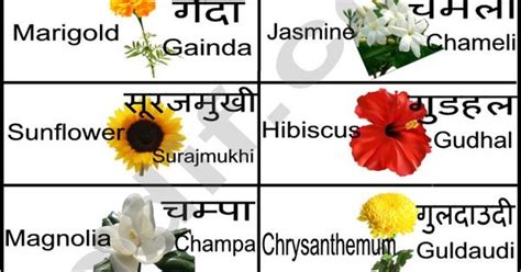 hindi flowers chart | Learn Hindi | Pinterest | Flower ...
