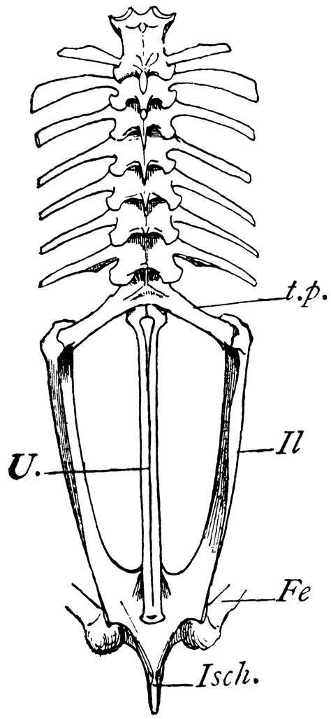 Bullfrog Vertebrae | ClipArt ETC