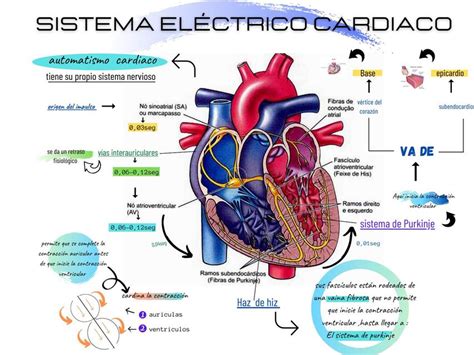 Sistema Eléctrico Cardiaco Alejandra Martínez Udocz