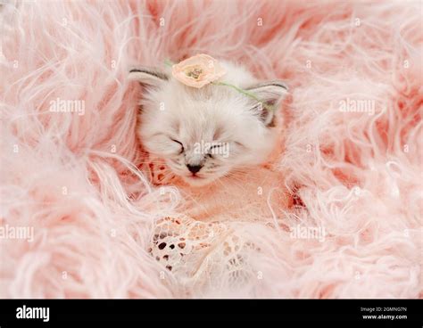 Ragdoll Kitten Photos Newborn Style Stock Photo Alamy