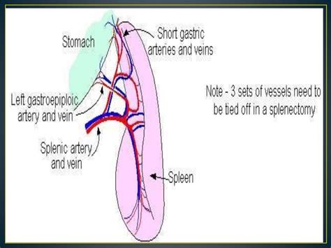 Spleen Anatomy