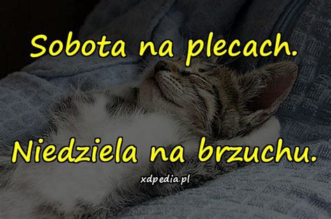 Maybe you would like to learn more about one of these? Sobota - śmieszne obrazki, besty, sobota, wtorek, memy ...