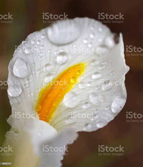 White Flower With Water Droplets Stock Photo Download Image Now