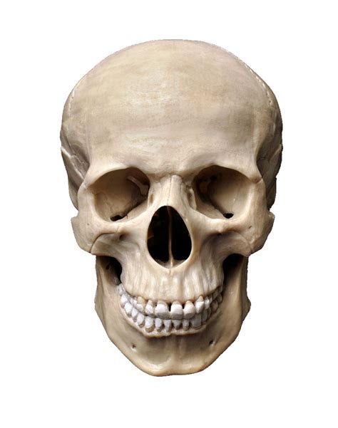 Skull Png Image Purepng Free Transparent Cc0 Png Image Library