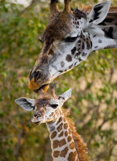Four Baby Giraffe Running Across The Savannah Close Up Kenya