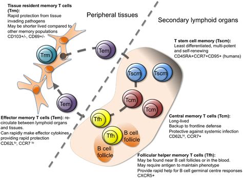 Frontiers Development And Function Of Protective And Pathologic