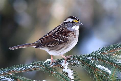 You can download the posters using the links below and also obtain hard copies of these posters by contacting the organisations listed. White-throated Sparrow - Indiana Audubon Society