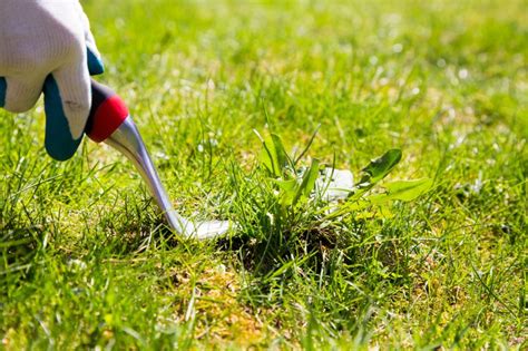 Having said that, usually applying water, like when regularly watering lawns or gardens, will if your bee problem is due to western ground bees , stop , don't attempt to do this without help. How to Get Rid of Weeds Without Killing Grass - Frisco ...