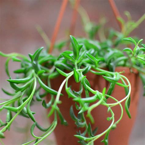 The String Of Dolphins Succulent Adds Whimsy To Any Indoor Garden