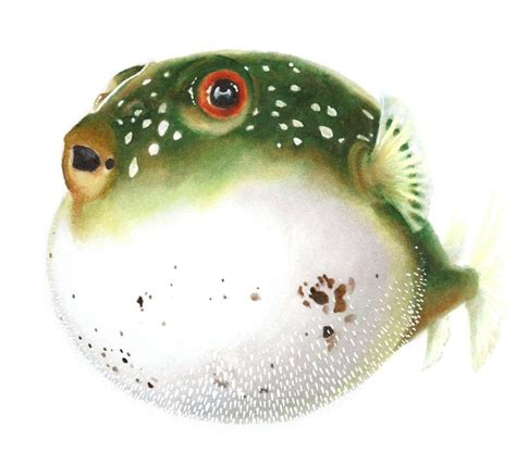 Original Art Print Animal Illustration Puffer Fish