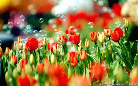Spring Nature Wallpapers (70+ background pictures)