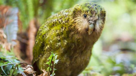 A Cute And Attractive Parrot Called The Kakapo Needs To Be Preserved