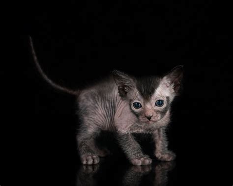 We have lykoi for sale. AngerGeneral • View topic - Just put a down payment on a ...