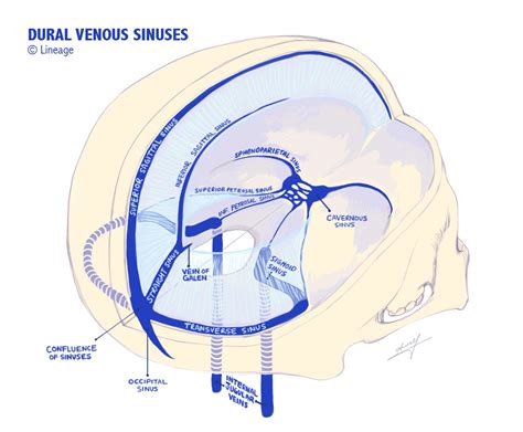 Dural Venous Sinuses Craniosacral Therapy Neurology Medical Anatomy