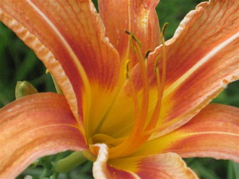 A daylily or day lily is a flowering plant in the genus hemerocallis /ˌhɛmɪroʊˈkælɪs/, a member of the family asphodelaceae, subfamily hemerocallidoideae. Day Lily: Summer Schedule