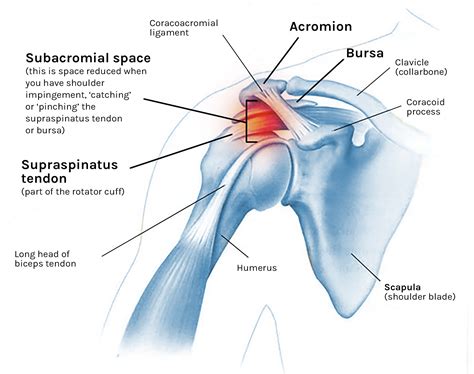 Shoulder Ligament Anatomy Diagram Shoulder Impingemen