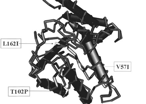 Localization Of The 3 Critically Mutated Amino Acids In The Enzyme