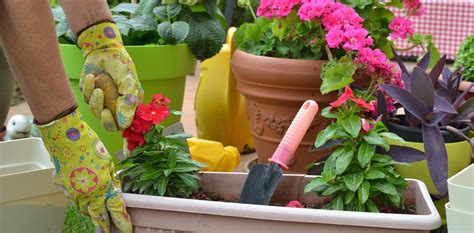 Tips 2021 recipientes condiciones climáticas.¡entra ya! Cómo nutrir y cuidar plantas en maceta - Clarín