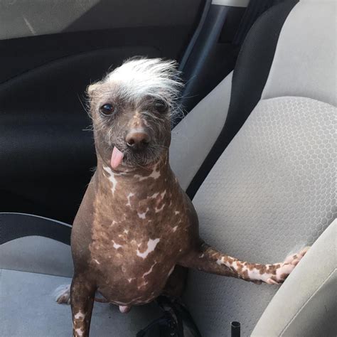 Pin On Mexican Hairless Dog