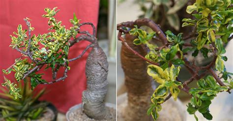 Whitish or yellowish if female, light green if male. Fockea edulis f. variegata | World of Succulents