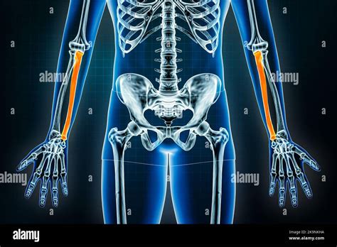 Ulna X Ray Front Or Anterior View Osteology Of The Human Skeleton Arm